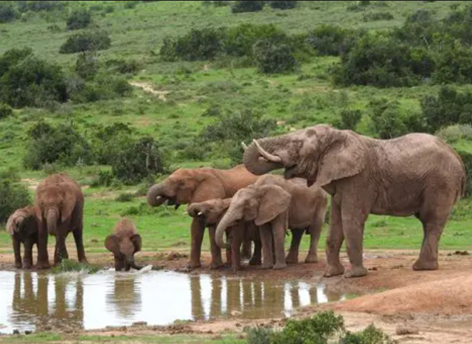 Elephant Safari